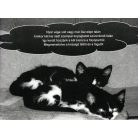 Macska a könyvespolcon