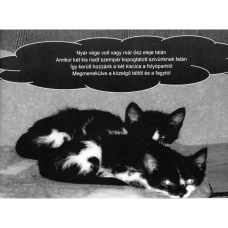 Macska a könyvespolcon