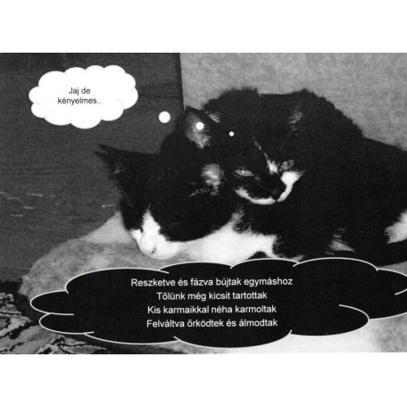 Macska a könyvespolcon