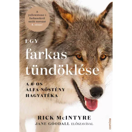 Egy farkas tündöklése - A 6-os alfa-nőstény hagyatéka